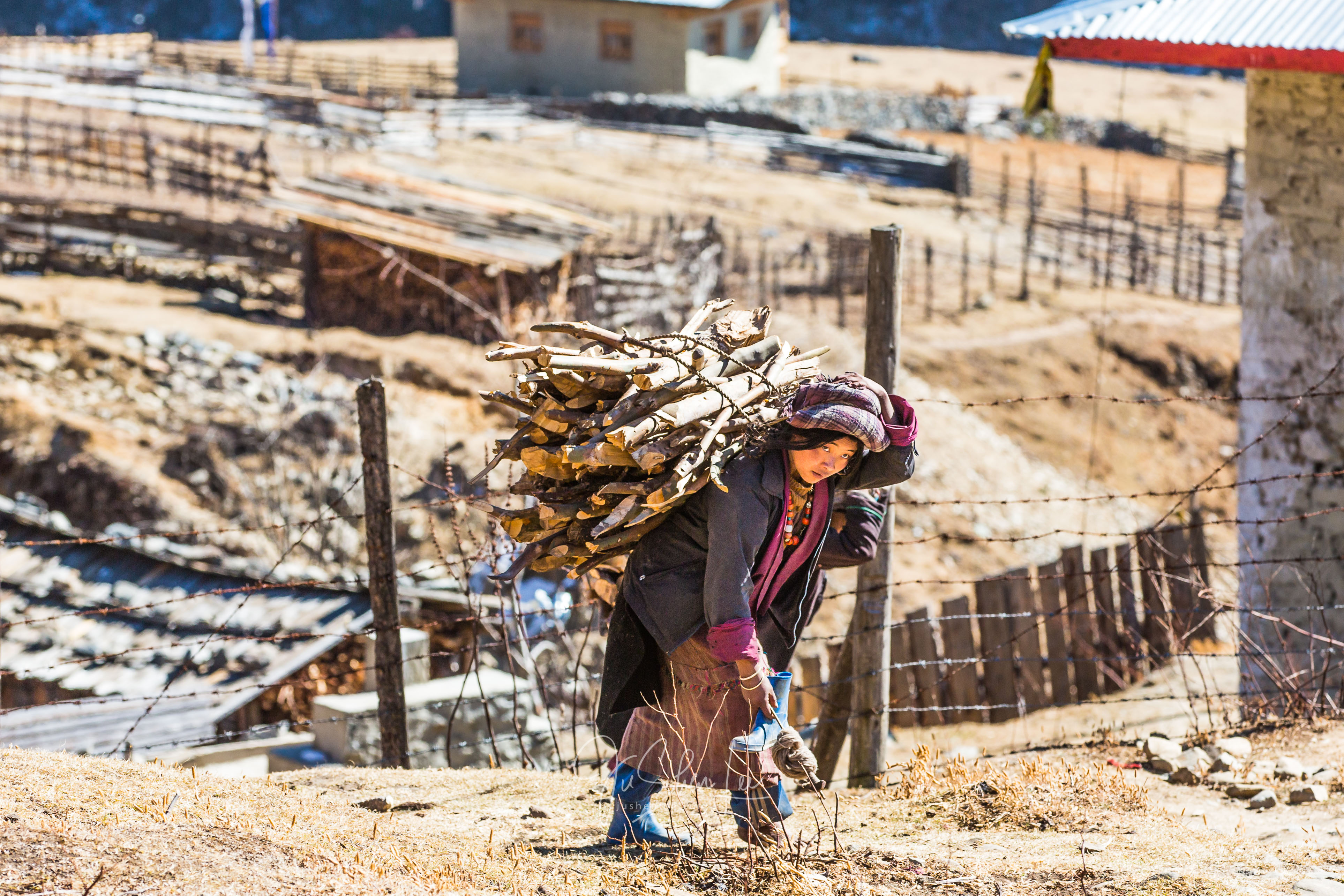 Woman carrying a bundle of sticks in Merak, Bhutan