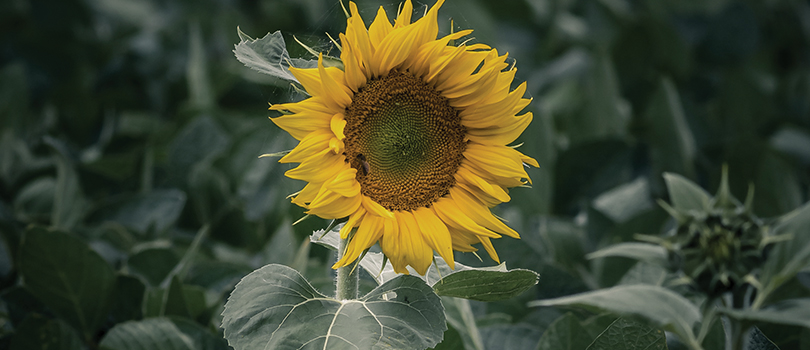 Un tournesol