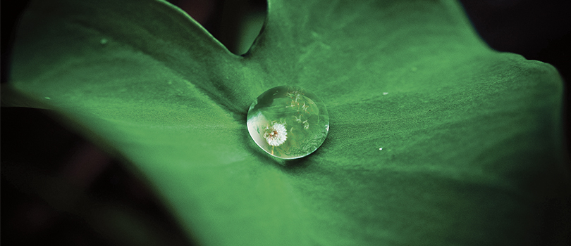 Pissenlit reflétée dans une goutte d'eau sur une feuille