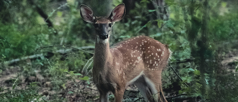 Un chevreuil dans les bois
