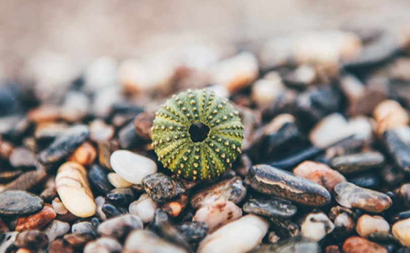 Photo of a sea urchin on a pebble beach.