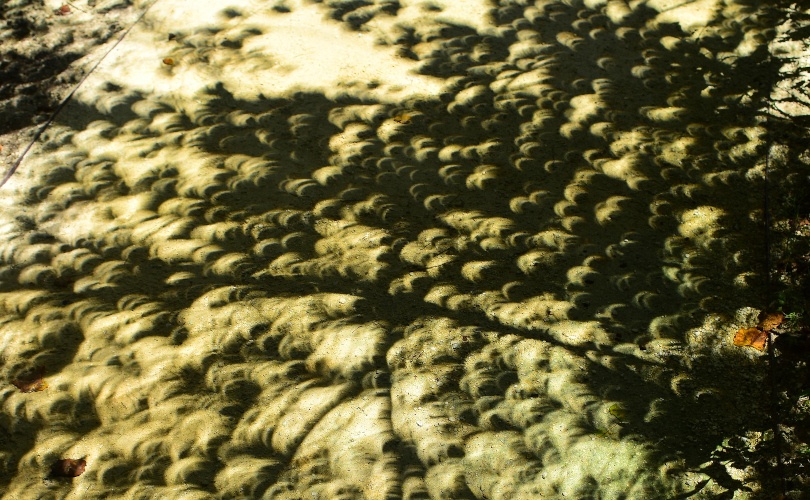 Small crescent-shaped shadows on the ground. 