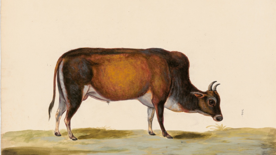 Photo of a watercolour from the Taylor-White collection