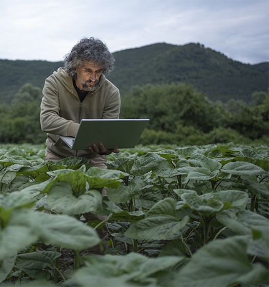 A man standing in a field of green leafy plants using a laptop, with forested hills and an overcast sky in the background.