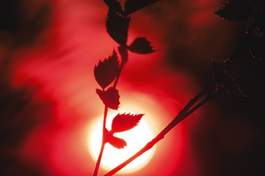 Tree branch in front of a red light